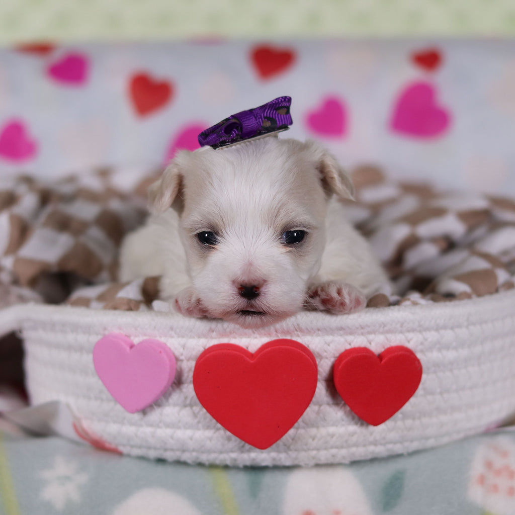 Gwynne - Available 2/26