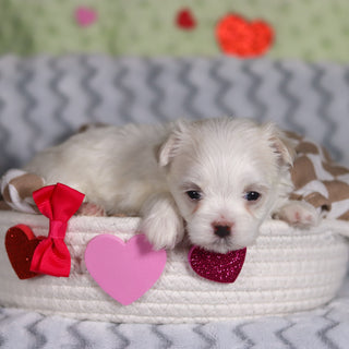 Katie - Available 3/13