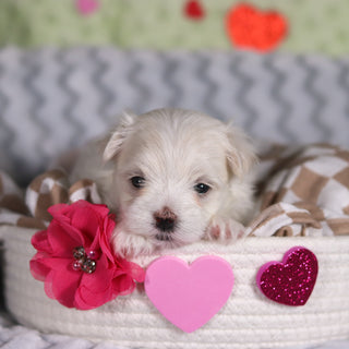 Angel - Available 3/13