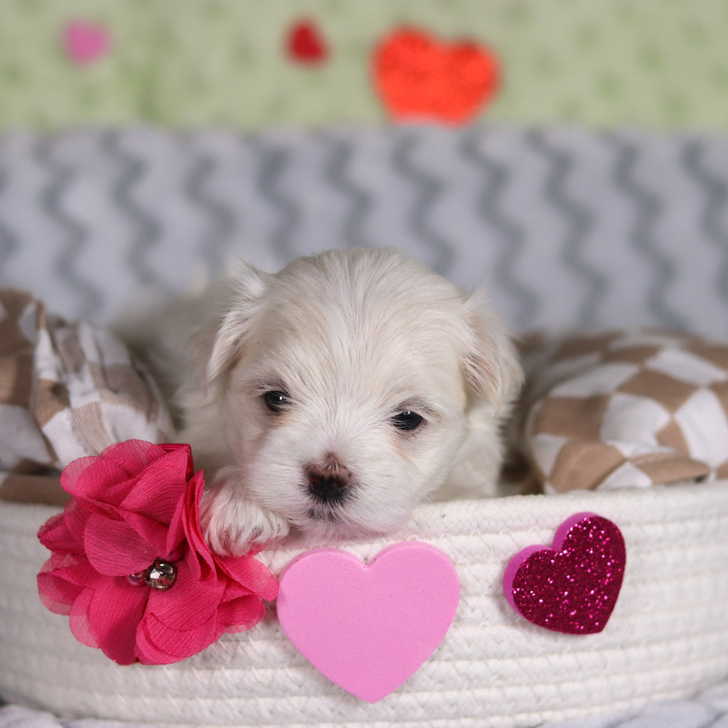 Angel - Available 3/13