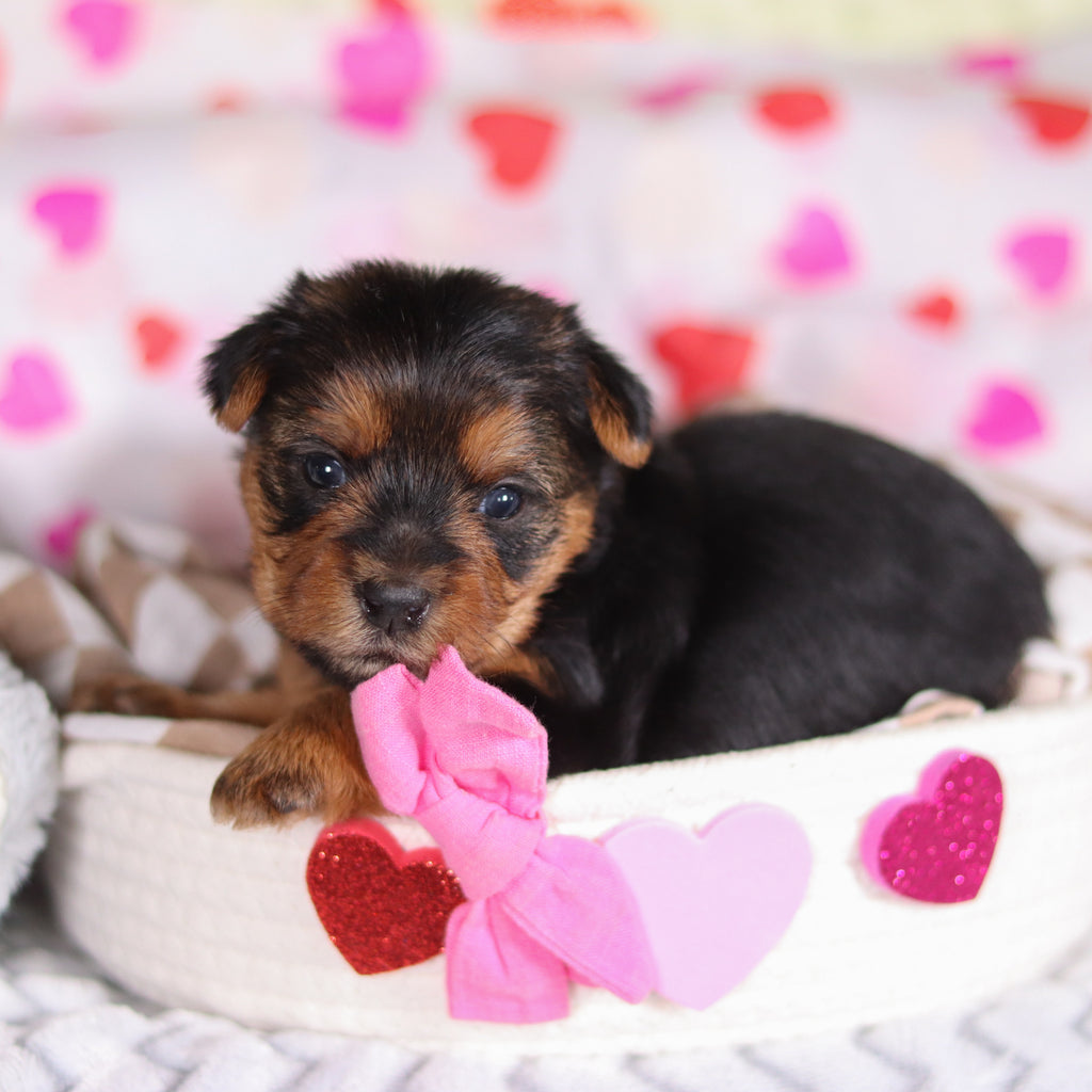 Daisy - Available 3/12