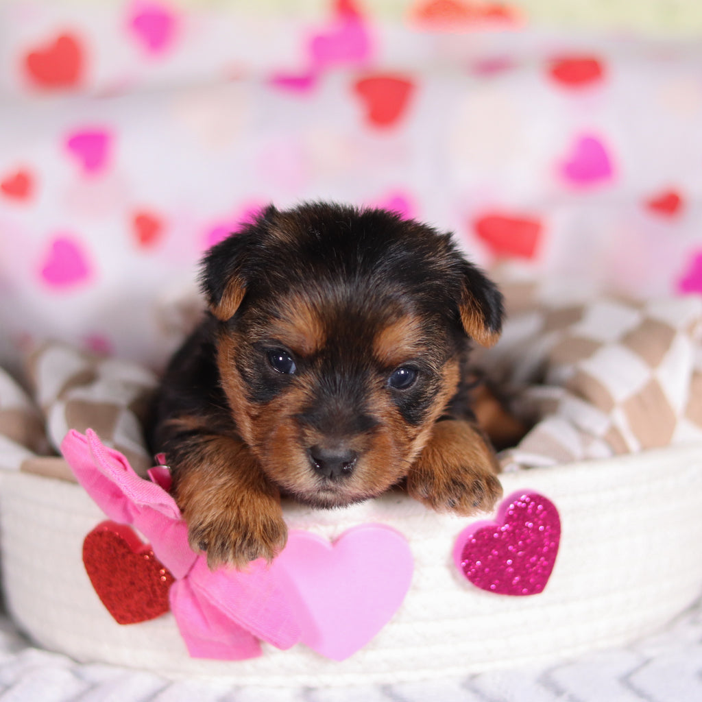 Daisy - Available 3/12