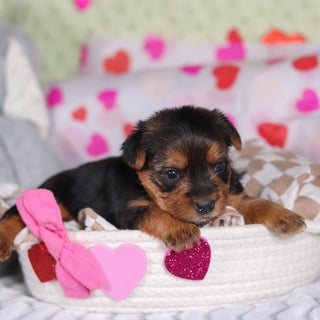 Daisy - Available 3/12