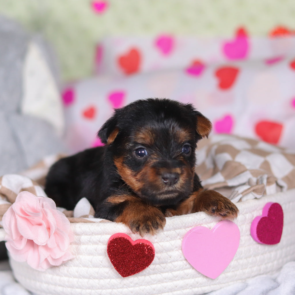 Ferdie - Available 3/12