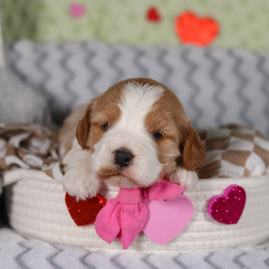 Ryla - Available 3/12