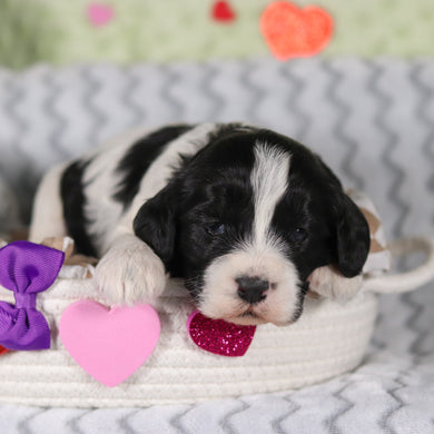 Rumi - Available 3/12