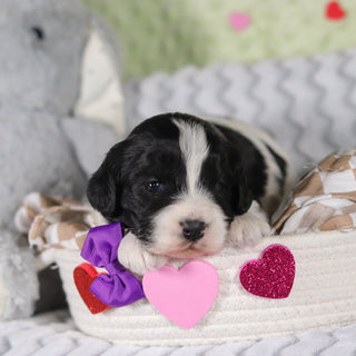 Rumi - Available 3/12