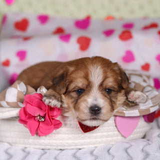 Penny - Available 3/12