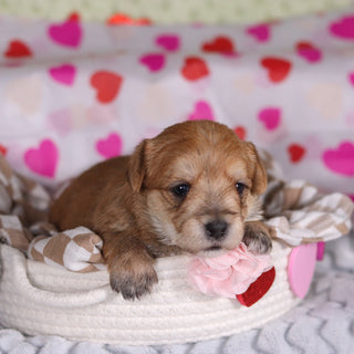 Poppy - Available 3/12