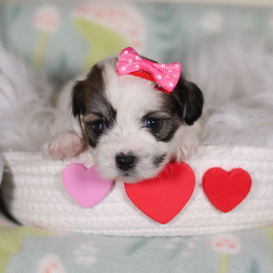 March - Available 3/12