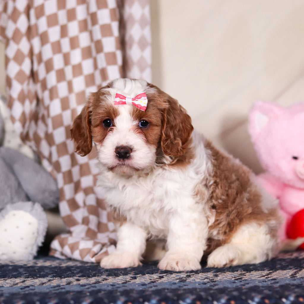 Betty - Available Now