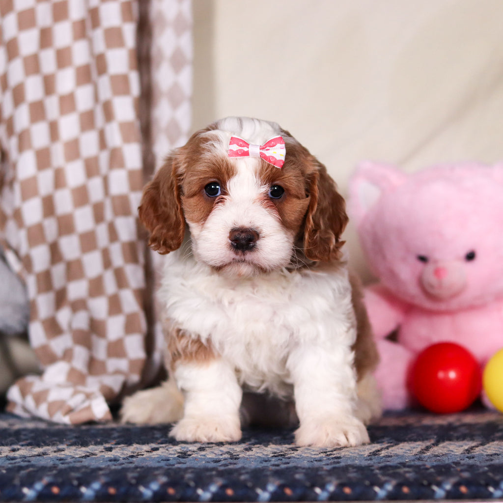 Betty - Available Now