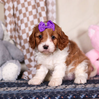 Breezy - Available 3/19