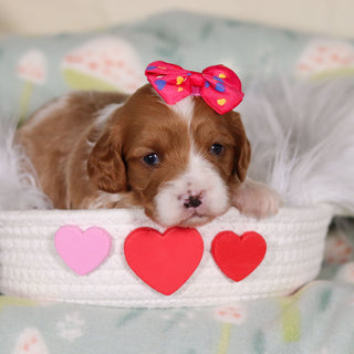 Breezy - Available 3/19