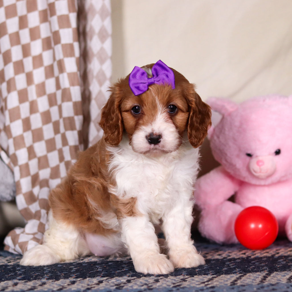 Breezy - Available 3/19