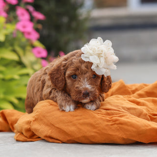 Vicky - Available 10/8