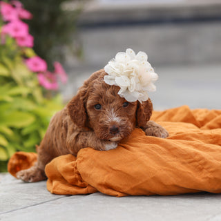 Vicky - Available 10/8