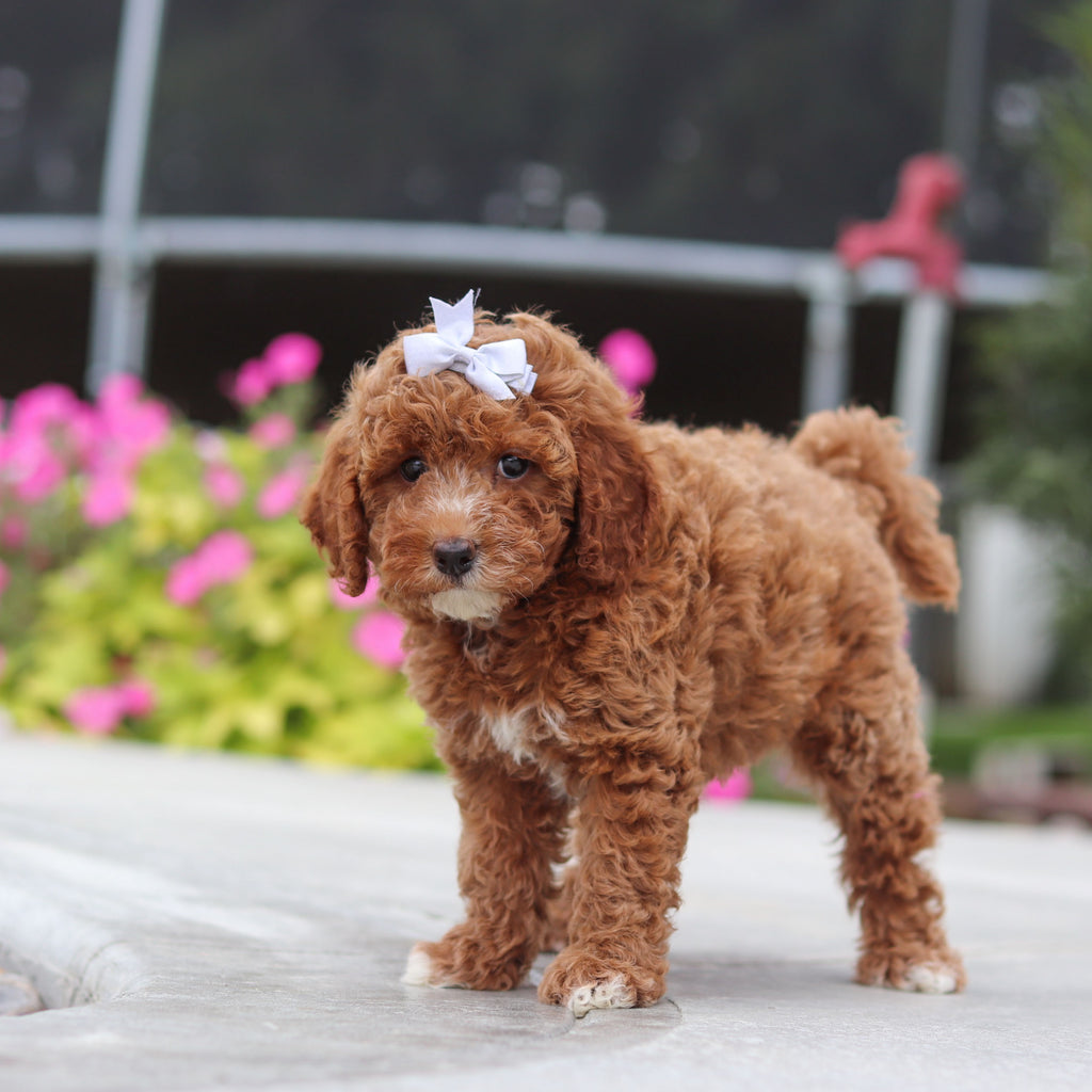 Vicky - Available 10/8