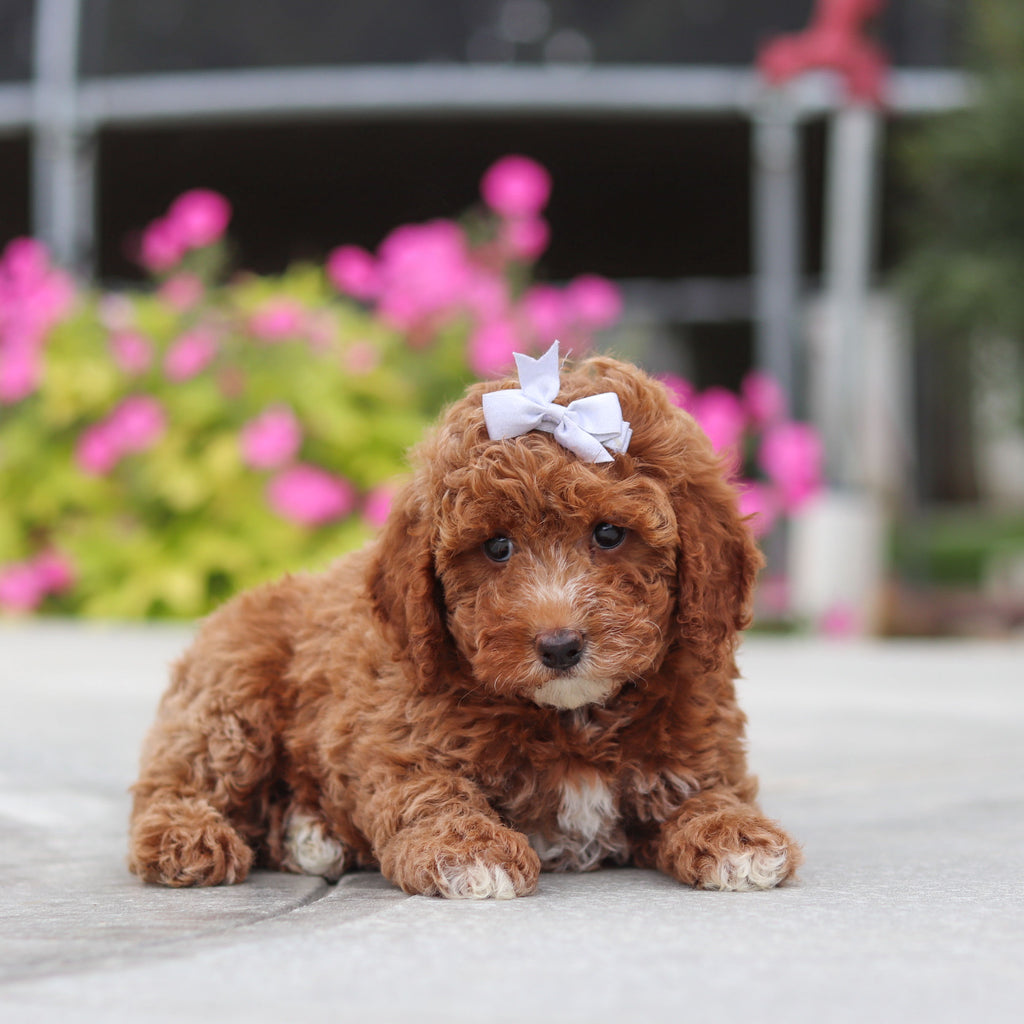 Vicky - Available 10/8