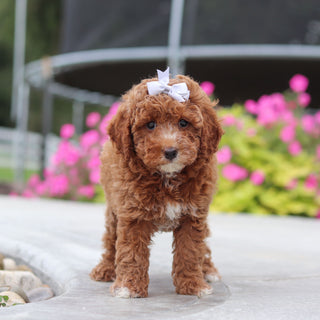 Vicky - Available 10/8