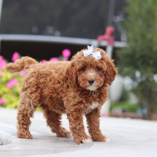 Vicky - Available 10/8
