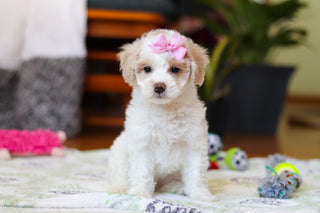 Wendy - Available Now