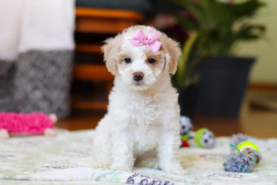 Wendy - Available Now