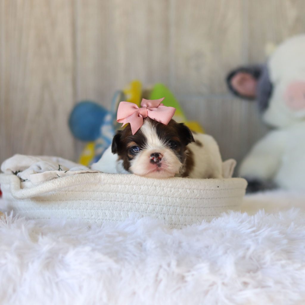 Tawny - Available 12/3