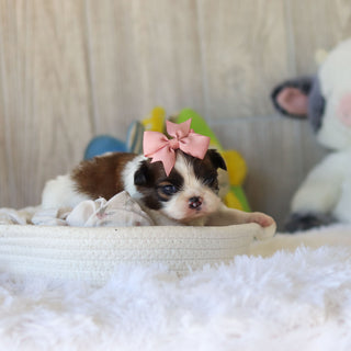 Tawny - Available 12/3