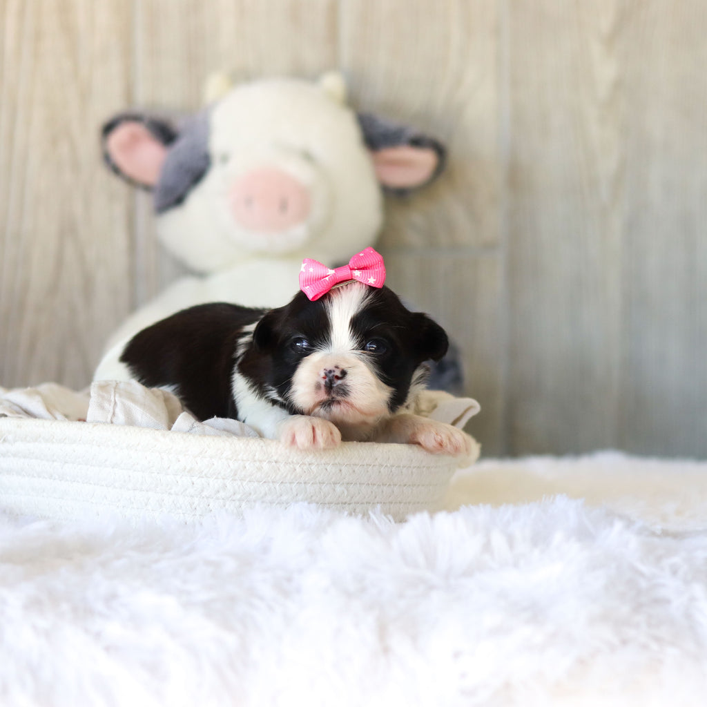 Toffee - Available 12/3