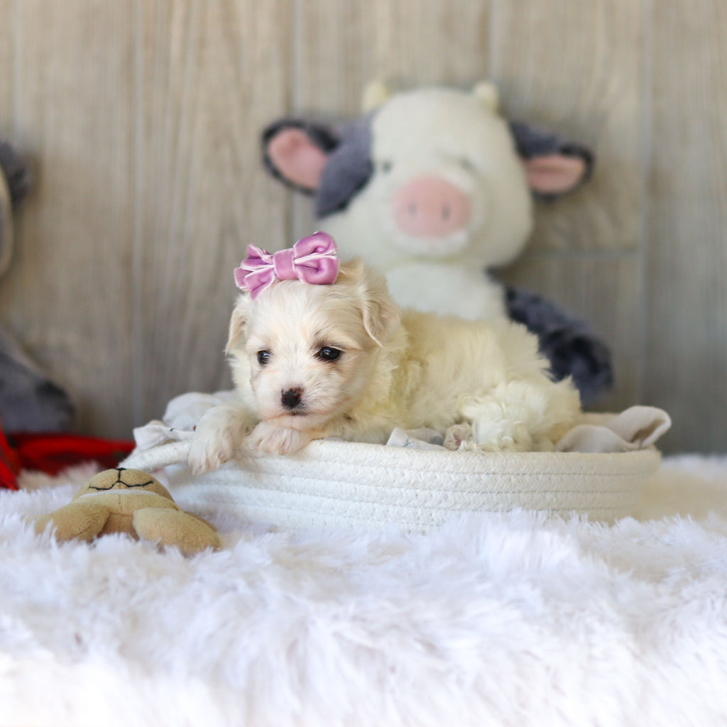 Tara - Available 11/25