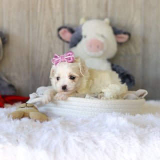 Tara - Available 11/25