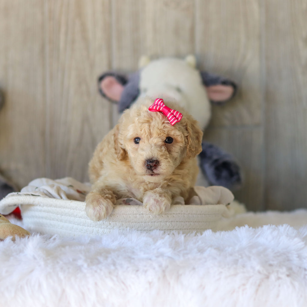 Missy - Available 11/25