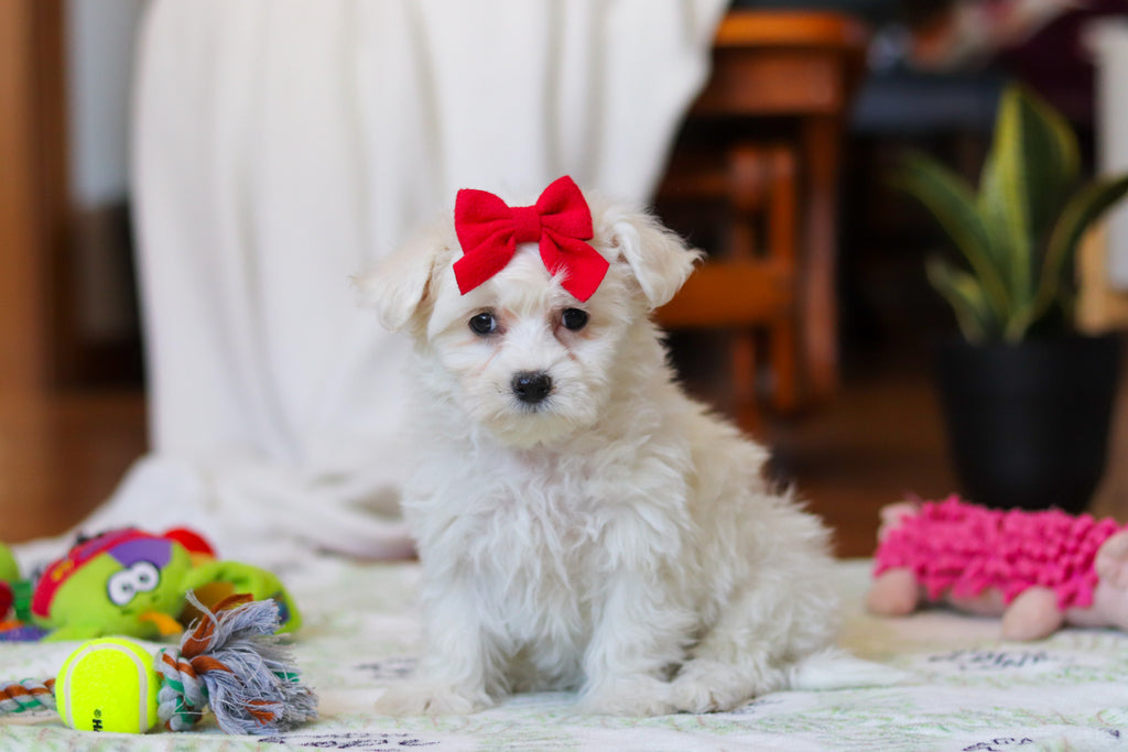 Reese - Available Now