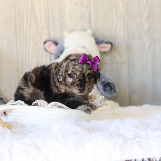 Meredith - Available 11/25