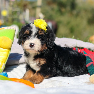 Aubrey - Available 10/29
