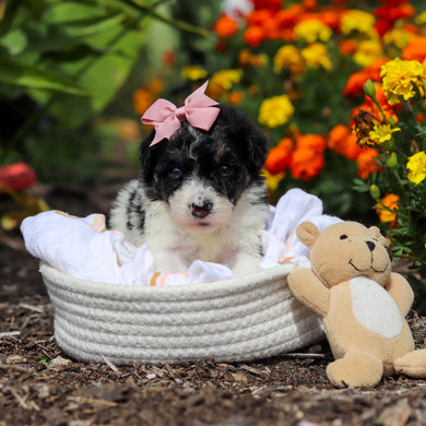 Annie - Available 10/29