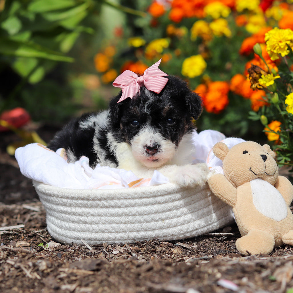 Annie - Available 10/29