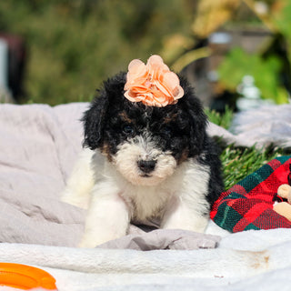 Annie - Available 10/29