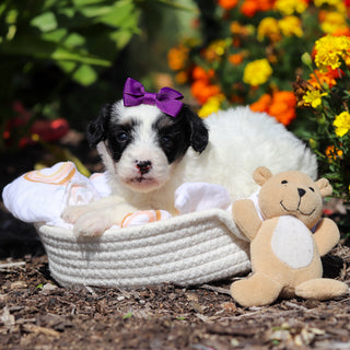 Alice - Available 10/29