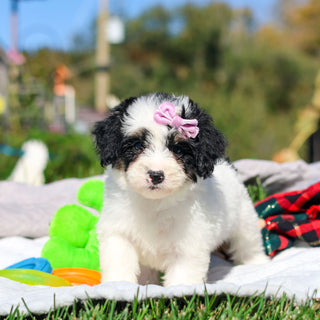 Alice - Available 10/29