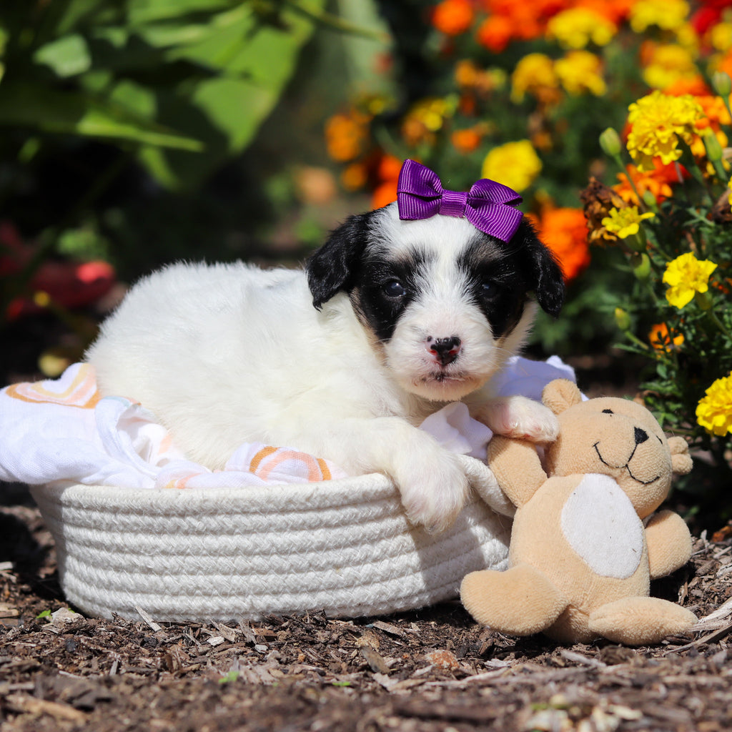 Alice - Available 10/29