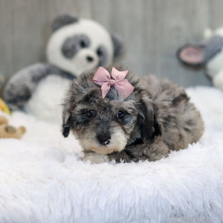 Jodie - Available 10/29