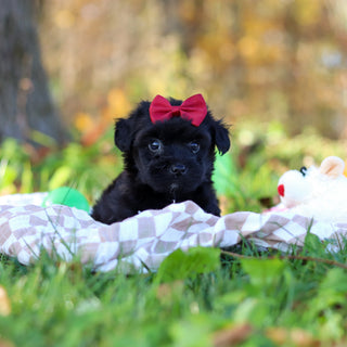Renny - Available 11/12
