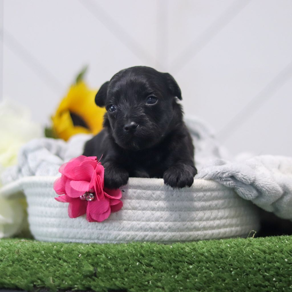 Renny - Available 11/12