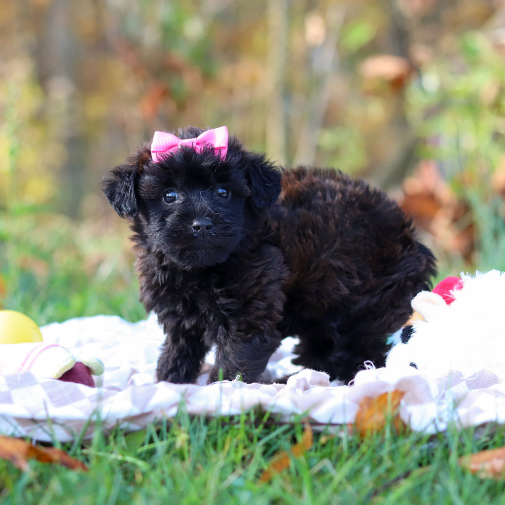 Rosie - Available 11/12