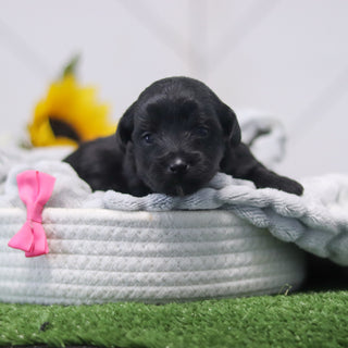 Ruby - Available 11/12