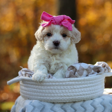 Amelia - Available 11/25