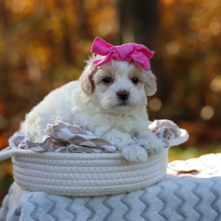 Amelia - Available 11/25