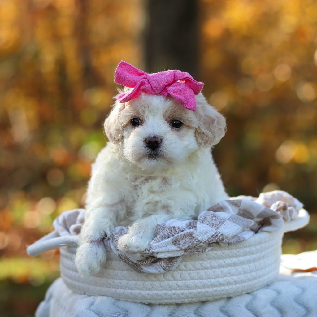Amelia - Available 11/25